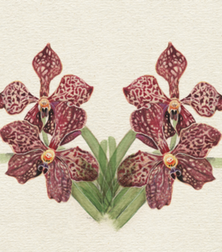 Vanda Orquídea