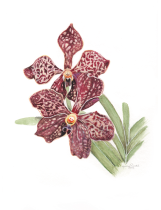 Vanda Orquídea