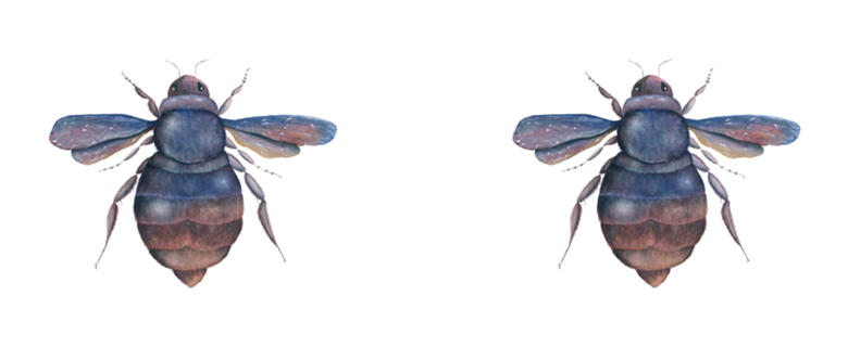 Xylocopa violacea |Aquarela de uma Mamangava