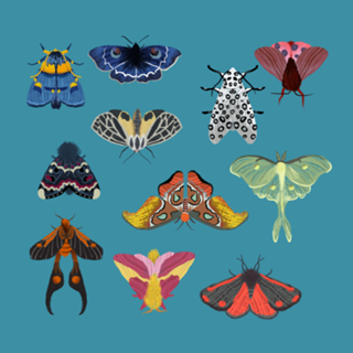 Mothparty