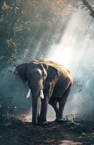Elefante
