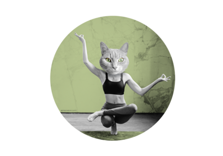 Yoga Cat