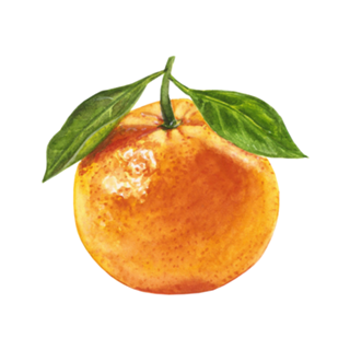 Bergamota