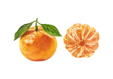 Bergamota