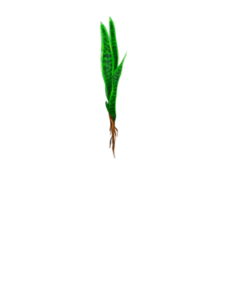 Proteção - Espada de São Jorge