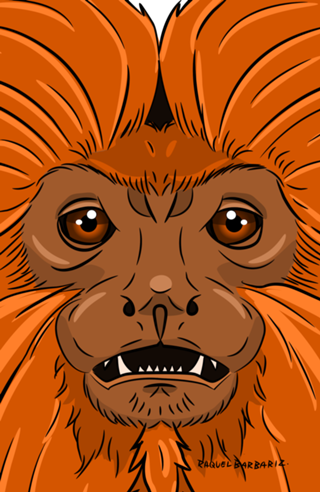 Sa'wi pi'rãga, Sagui Vermelho - Mico-Leão-Dourado