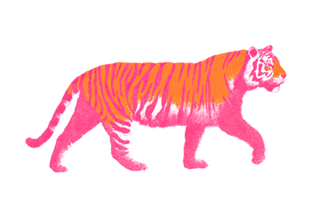 Tigre de Boas