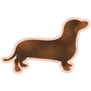 Dachshund (salsicha)