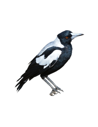 Magpie