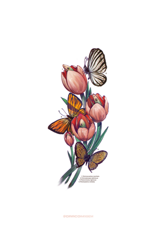 Chironocalice Mortem