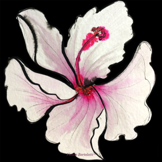 Hibiscus 3