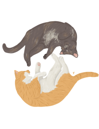 Yin yang cat