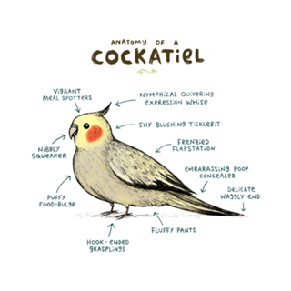 Anatomia de uma Calopsita - O Guia Definitivo