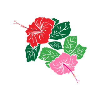 Hibisco