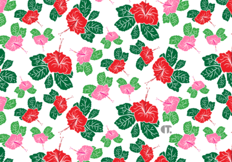 Hibisco