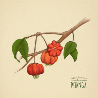 Pitanga - Brasilidades Naturais