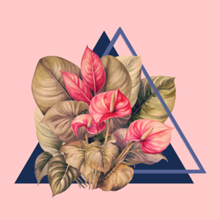 Anthurium