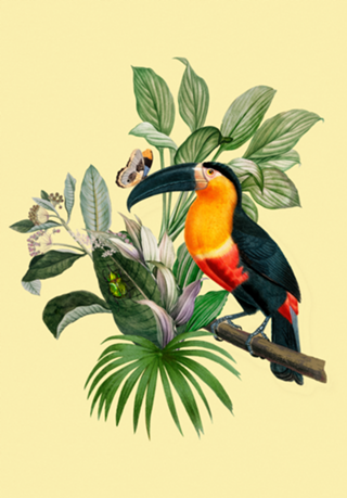 Tucano Tropical