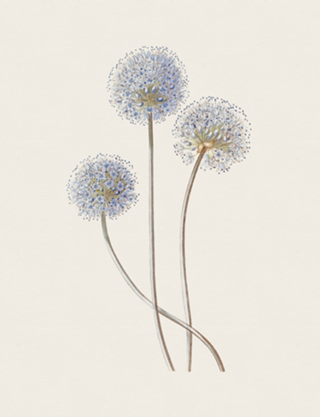Flor de Alho