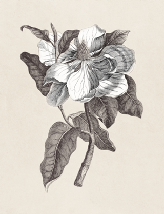 Flor de Magnólia