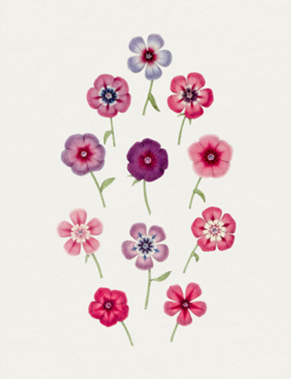 Onze Flores