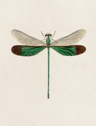 Libélula no. 2