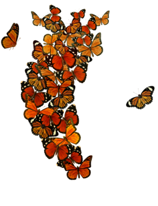 Monarch Butterfly Heart