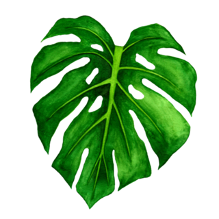 Leaf Life - Coleção 1