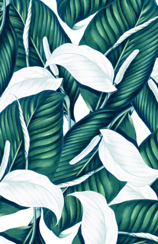 Tropical Winter
