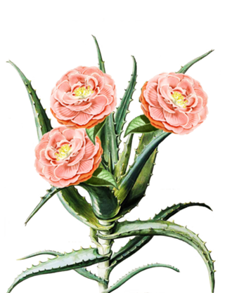 Blush Cactus v2