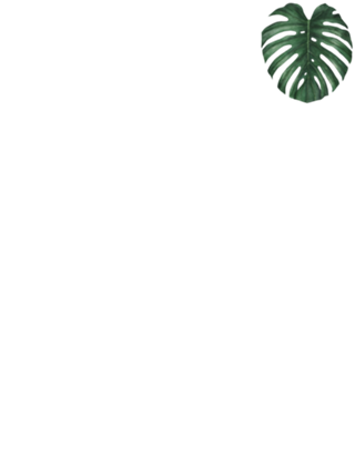 Monstera deliciosa