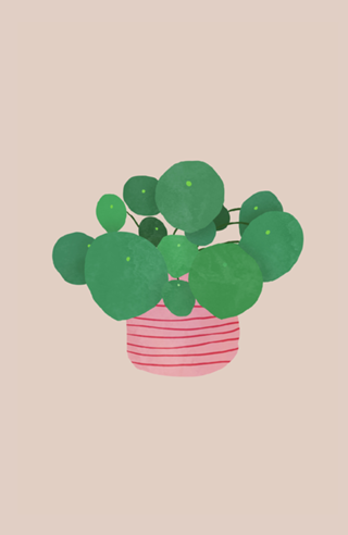 Pilea interior plant