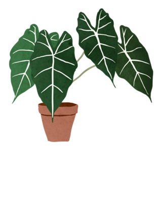 Alocasia amazonica interior plant