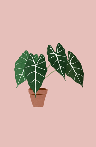 Alocasia amazonica interior plant blush pink
