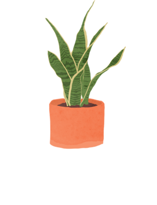 Sansevieria interior plant mint