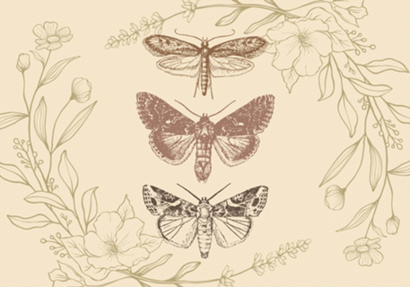 3 mariposas