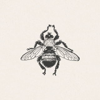 Insecta Ivory abelha