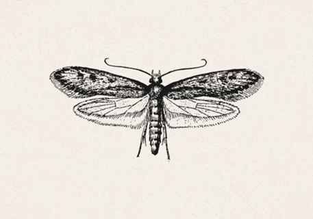 Insecta Ivory mariposa
