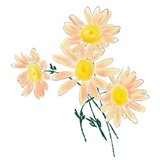 Margaridas