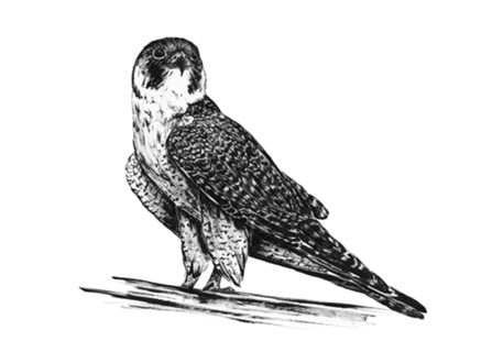 Falcão Peregrino em nanquim