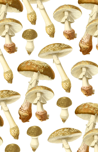 Amanita
