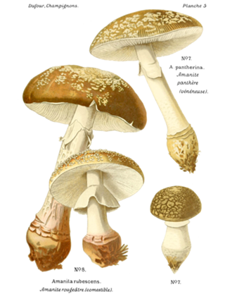 Amanita