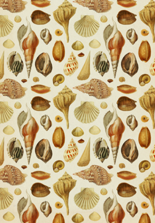 Pattern Conchas Vintage nº 1
