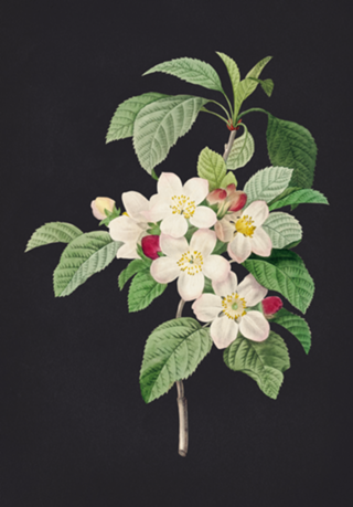 Flor de Macieira Vintage