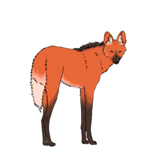 Lobo Guará e a flor de ipê - Animais Brasileiros