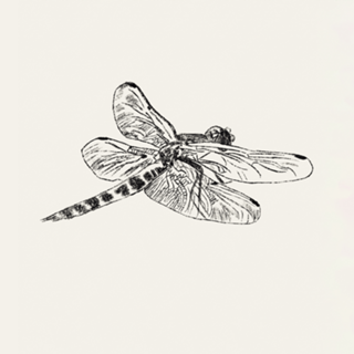Libélula