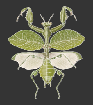 Mantis