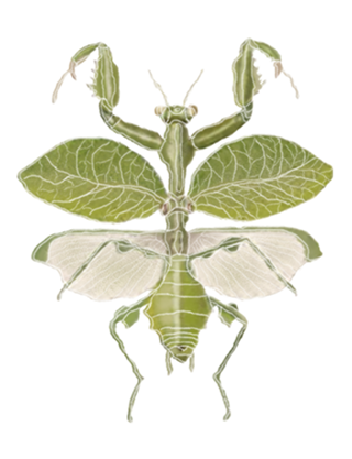 Mantis