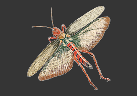 Grasshopper