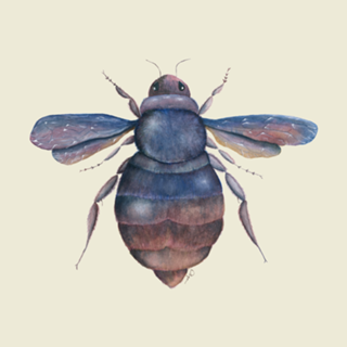Xylocopa violacea |Aquarela de uma Mamangava